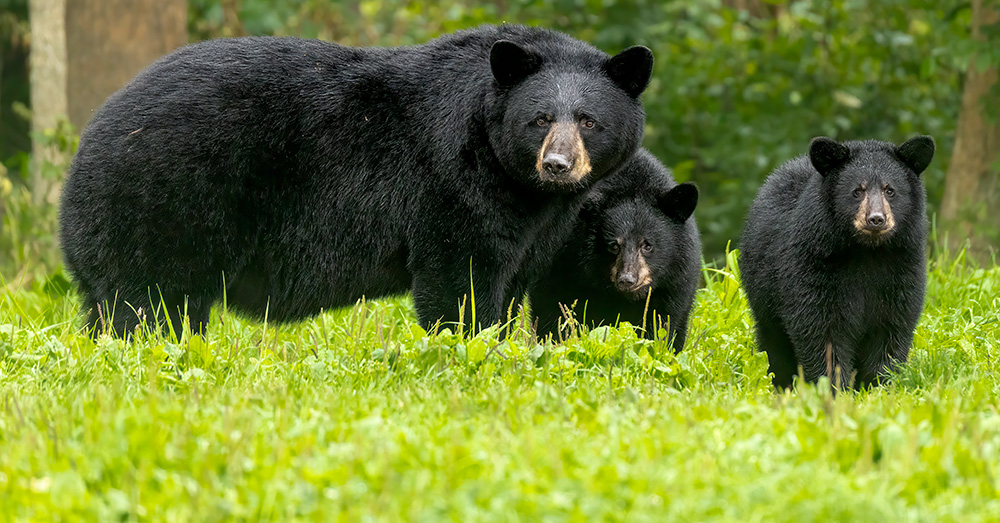 To Do Check Bear sightings are way up this year. Here's what to do if you see one.